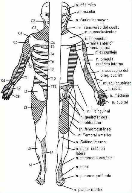 dolorfig2