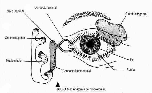 excabeza02