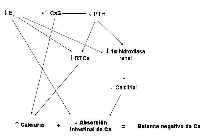 osteopo02