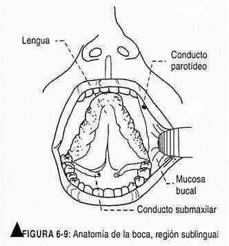 excabeza09